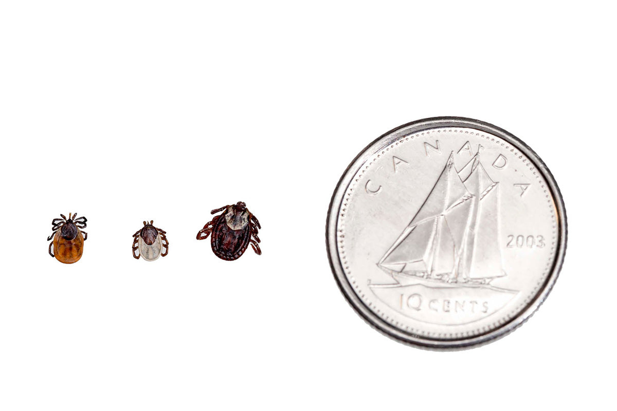 Tick source https://novascotia.ca/ticksafety/Tick-Safety-Fact-Sheet.pdf